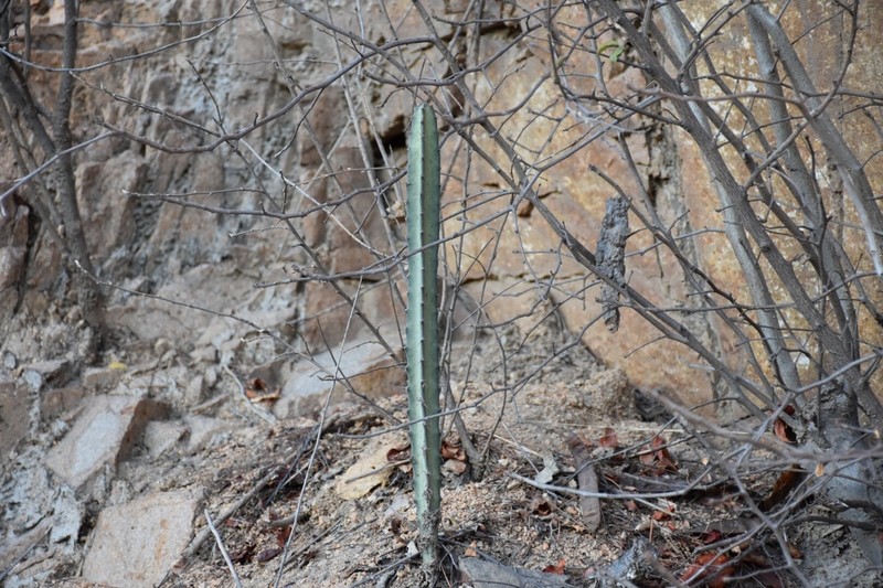 Acanthocereus cuixmalensis photo 6