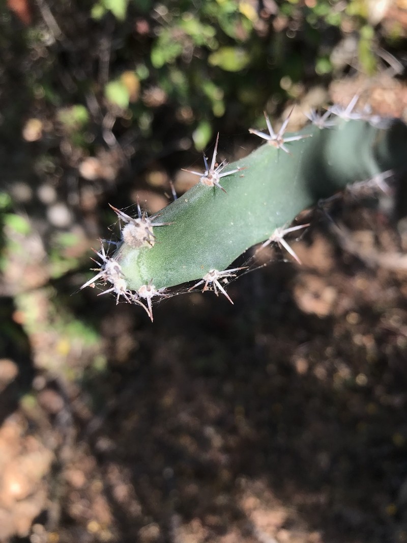 Acanthocereus cuixmalensis photo 7