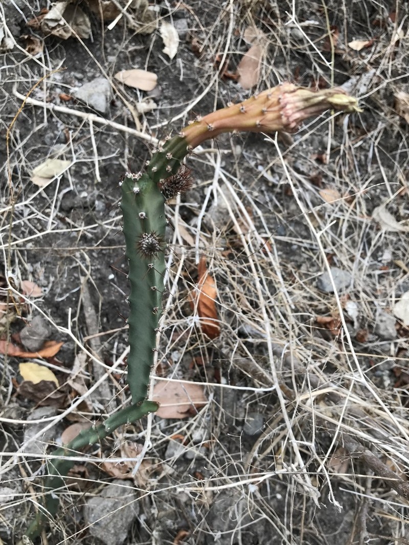 Acanthocereus cuixmalensis photo 8