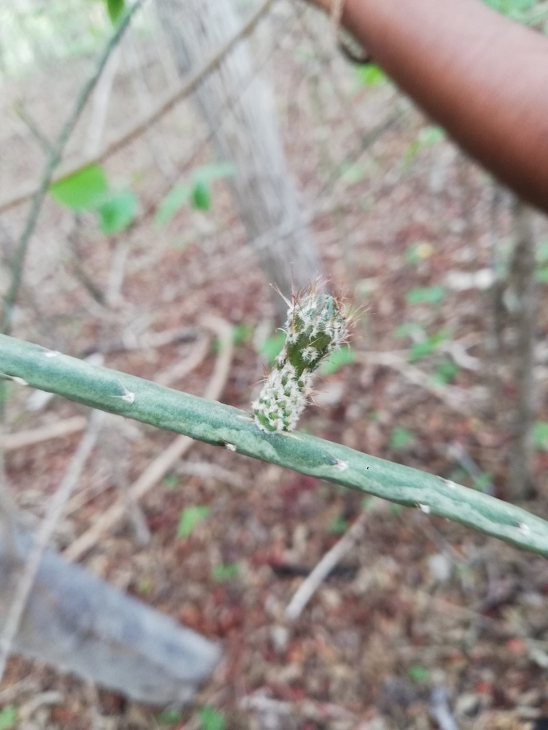 Acanthocereus fosterianus photo 5