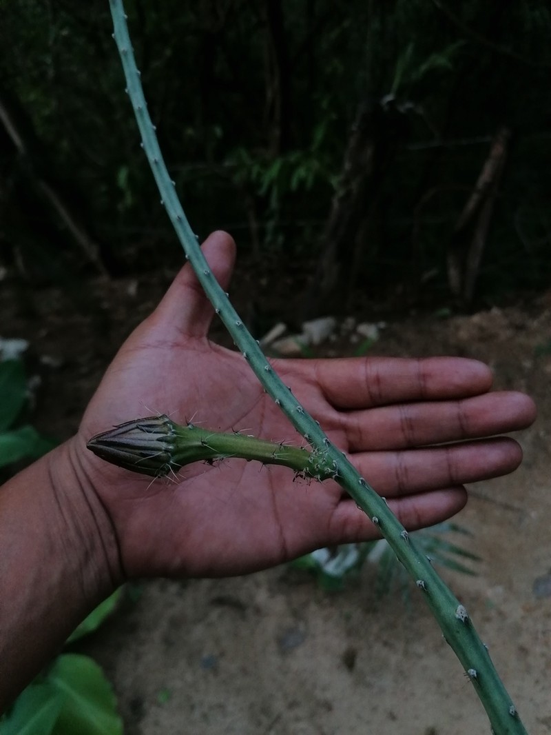 Acanthocereus fosterianus photo 6