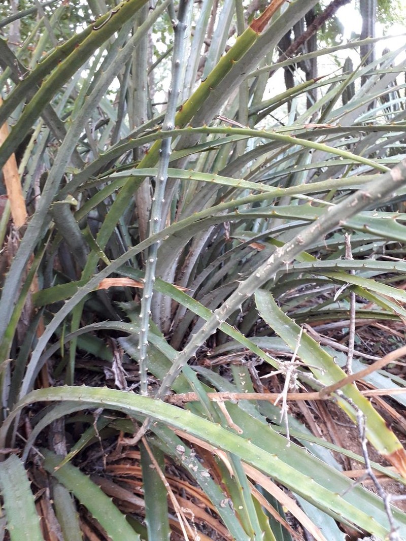 Acanthocereus fosterianus photo 7