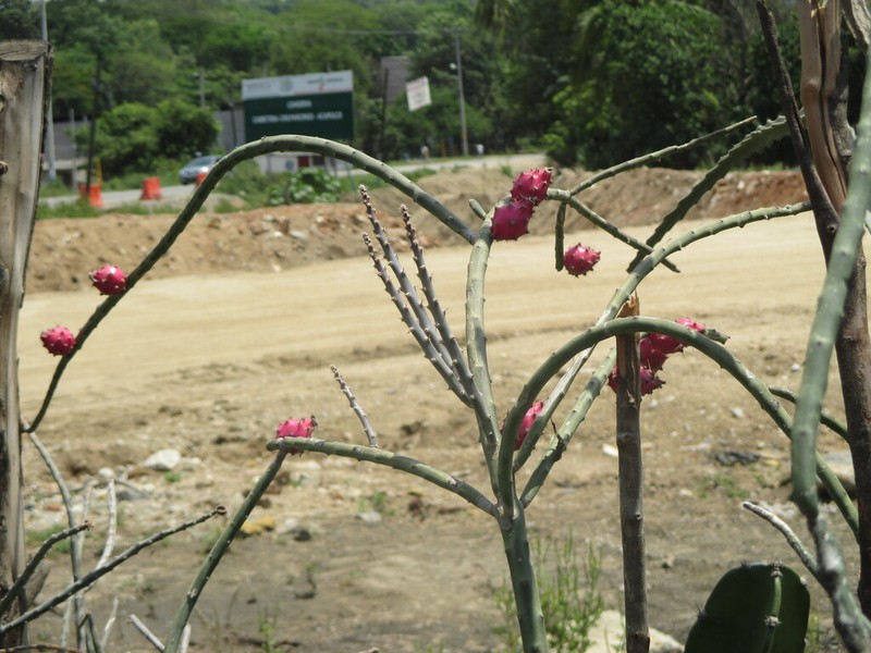 Acanthocereus fosterianus photo 8
