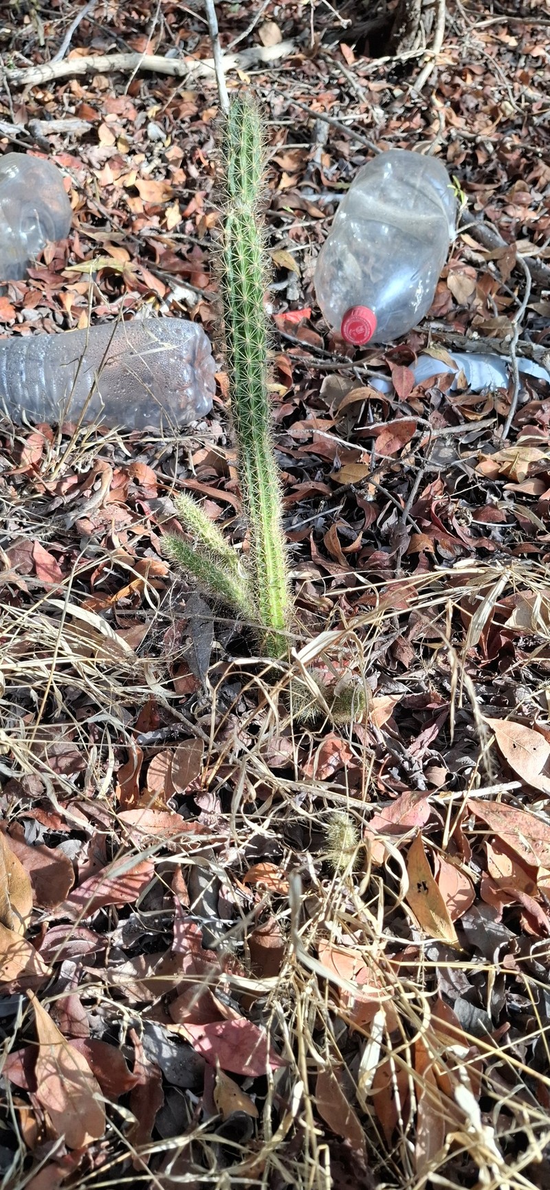 Acanthocereus haackeanus