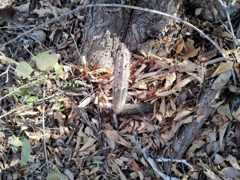 Acanthocereus haackeanus photo 2