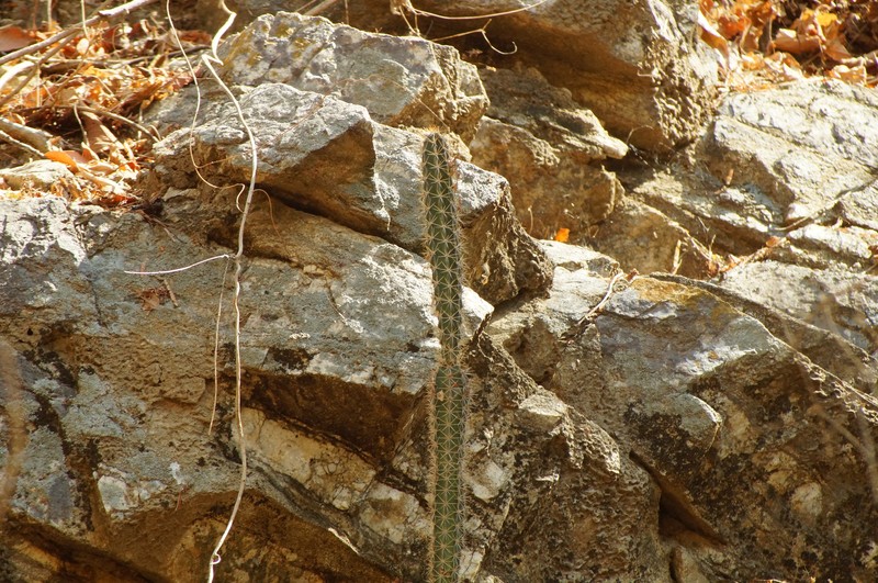Acanthocereus haackeanus photo 3