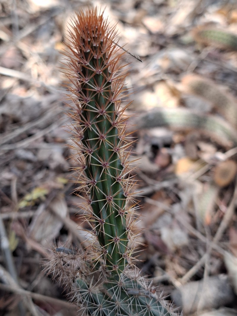Acanthocereus haackeanus photo 4