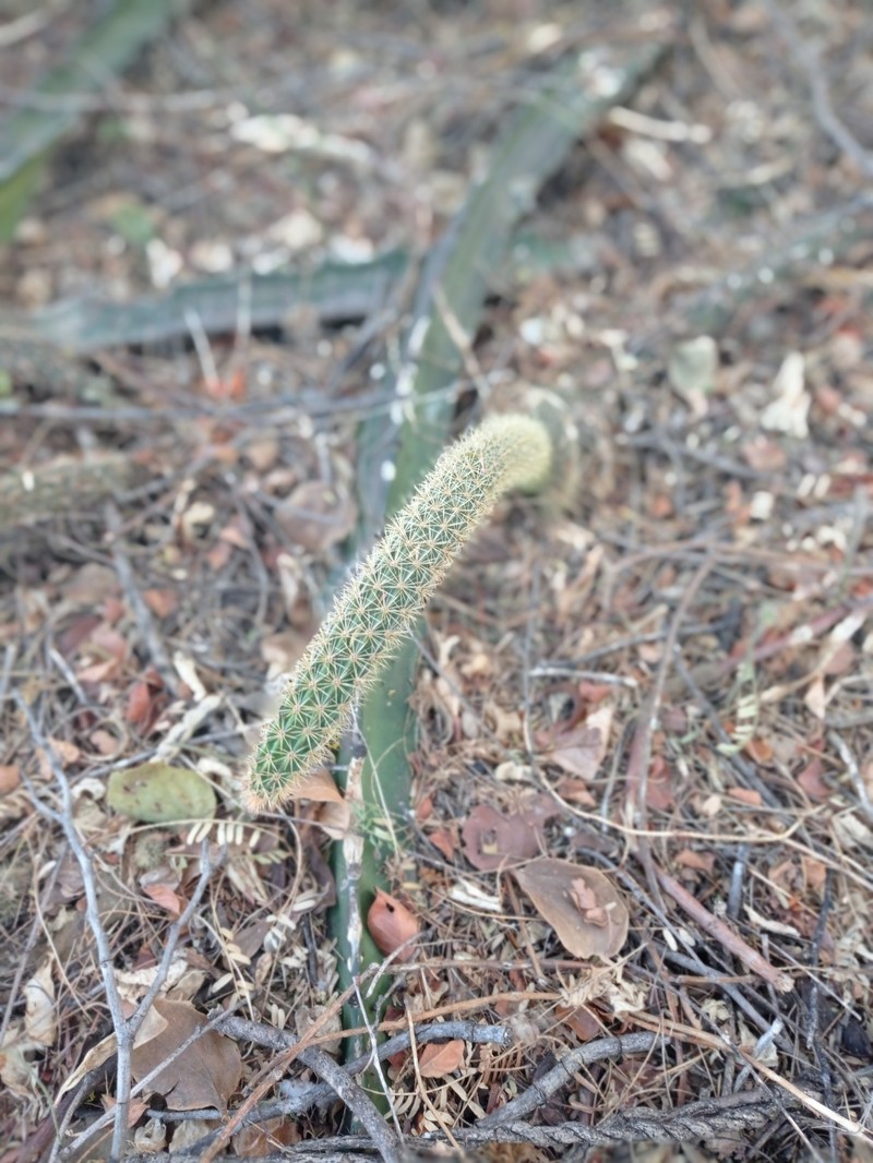Acanthocereus haackeanus photo 5