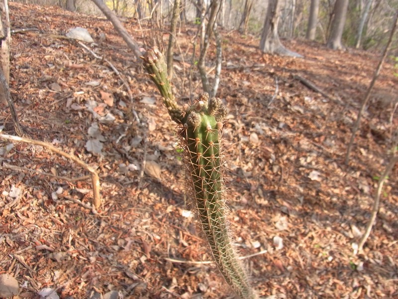 Acanthocereus haackeanus photo 6