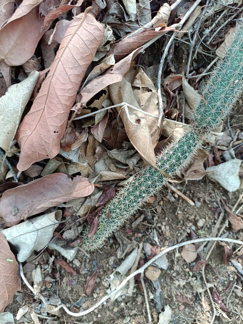 Acanthocereus haackeanus photo 7