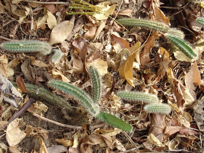 Acanthocereus hesperius photo 2