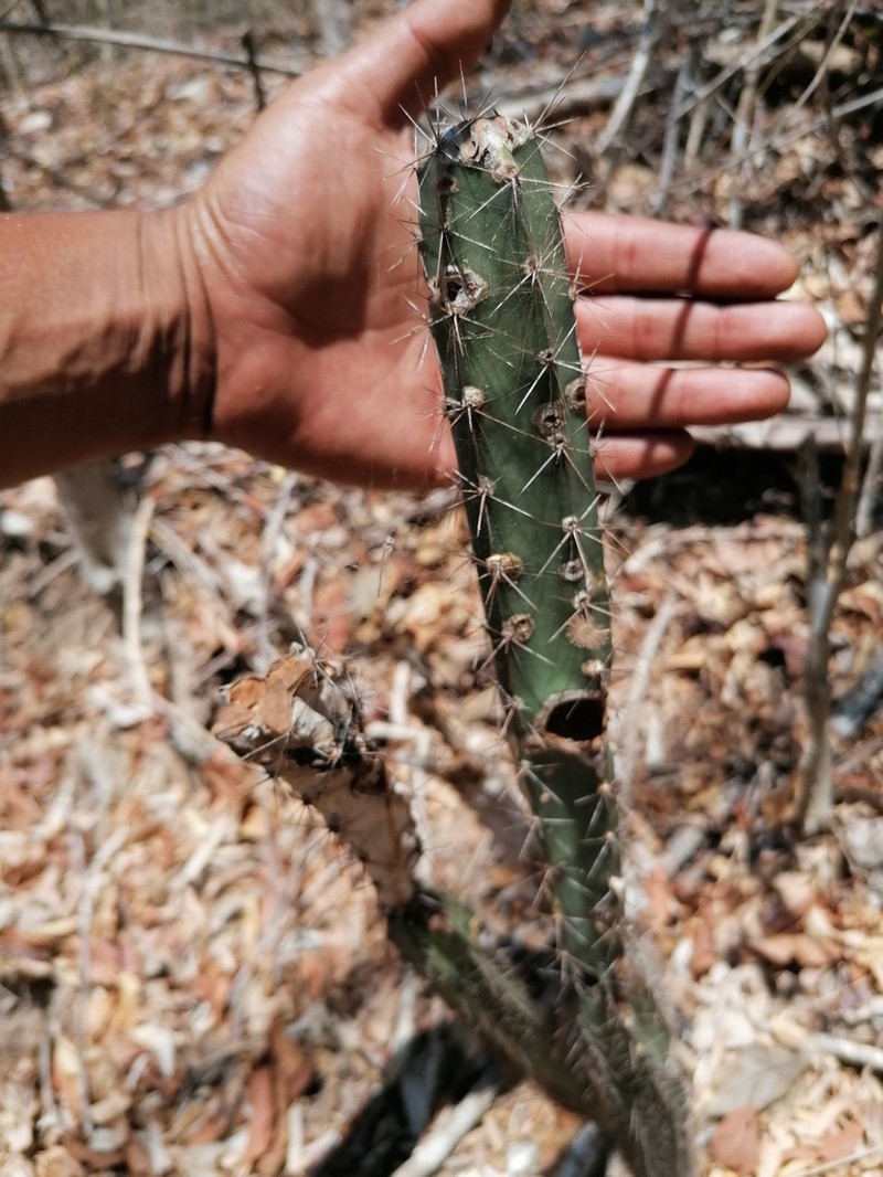 Acanthocereus hesperius photo 3
