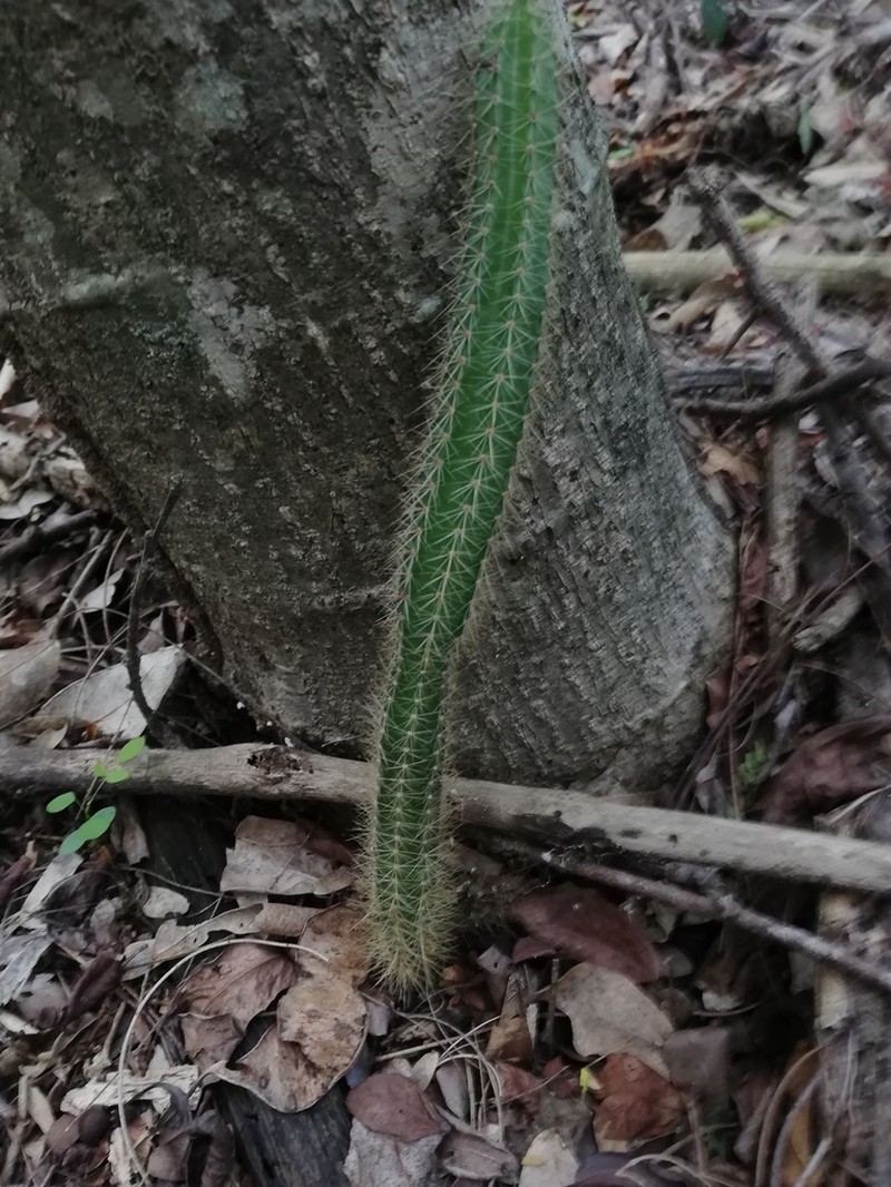 Acanthocereus hesperius photo 4