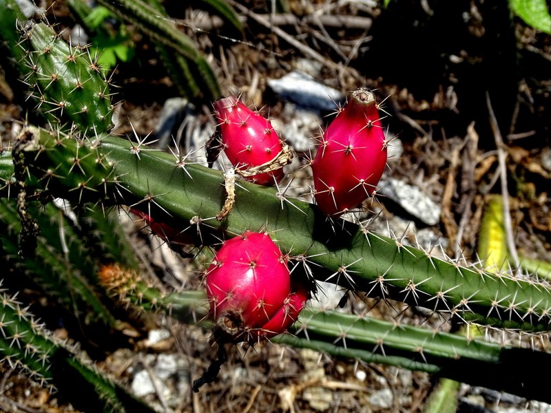 Acanthocereus hesperius photo 5