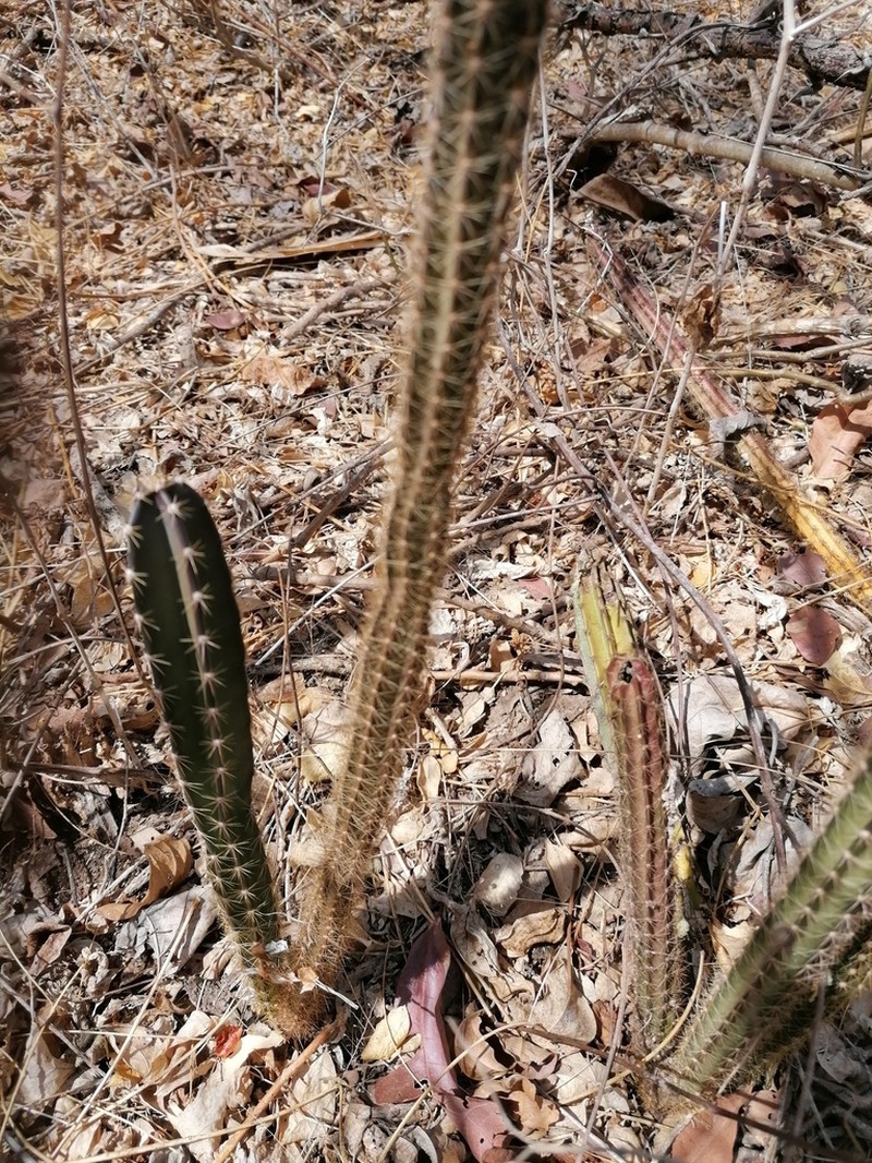 Acanthocereus hesperius photo 6