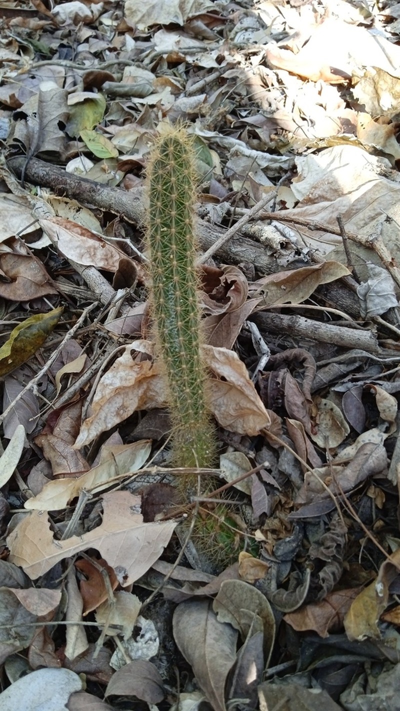 Acanthocereus hesperius photo 7