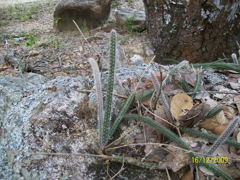 Acanthocereus hesperius photo 8