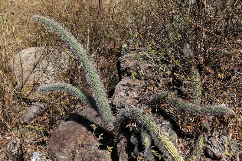 Acanthocereus hirschtianus