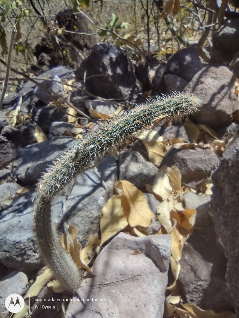 Acanthocereus hirschtianus photo 2