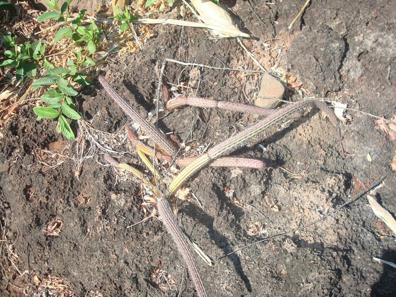 Acanthocereus hirschtianus photo 3