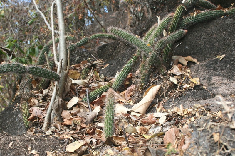 Acanthocereus hirschtianus photo 4
