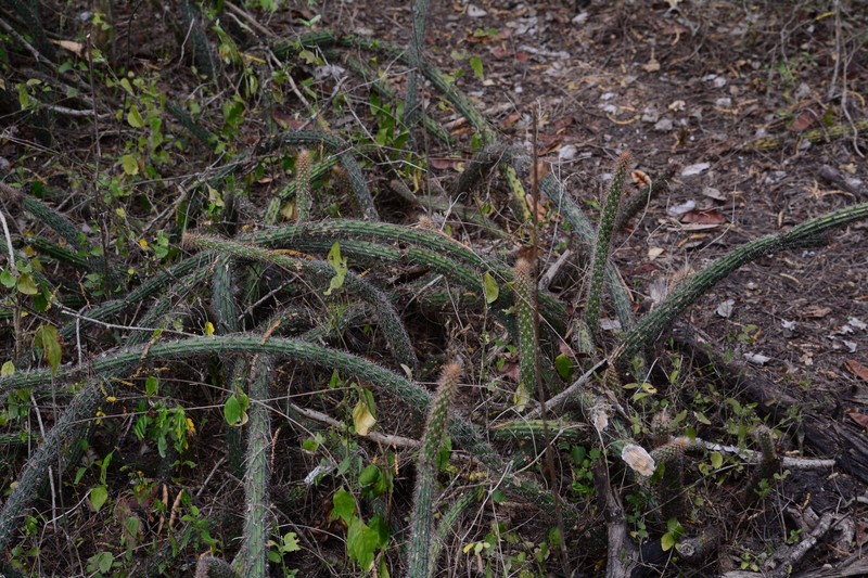 Acanthocereus hirschtianus photo 5