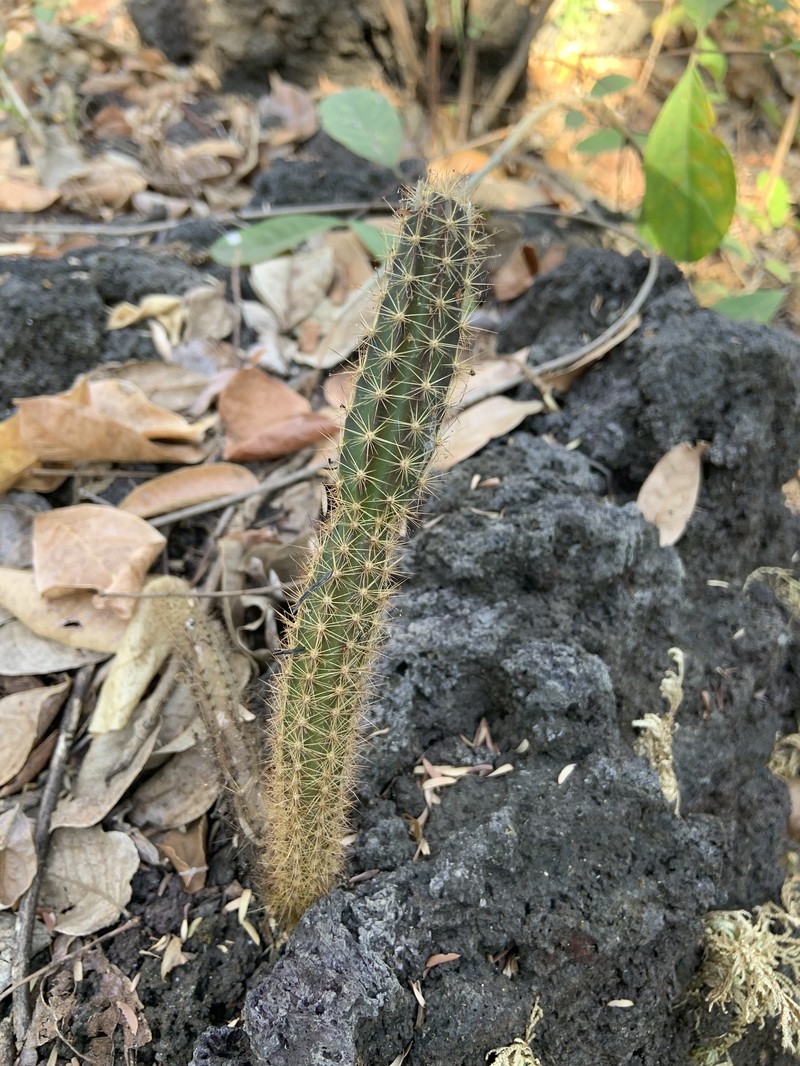 Acanthocereus hirschtianus photo 6