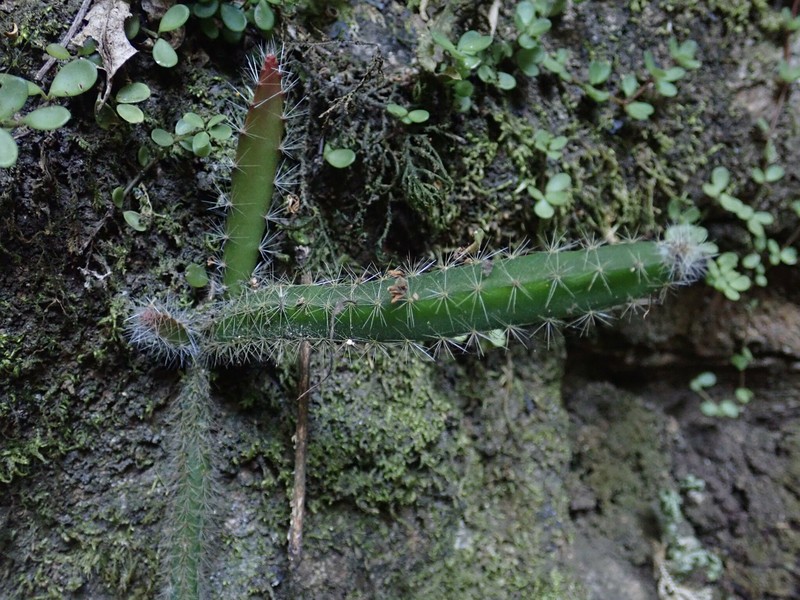 Acanthocereus hirschtianus photo 7