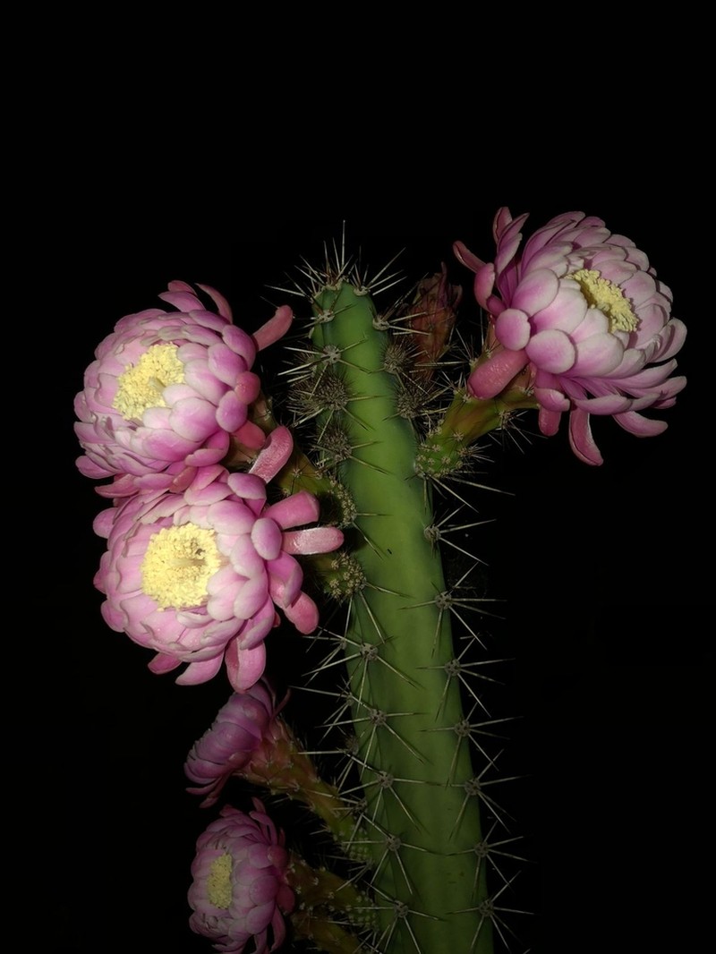 Acanthocereus lempirensis