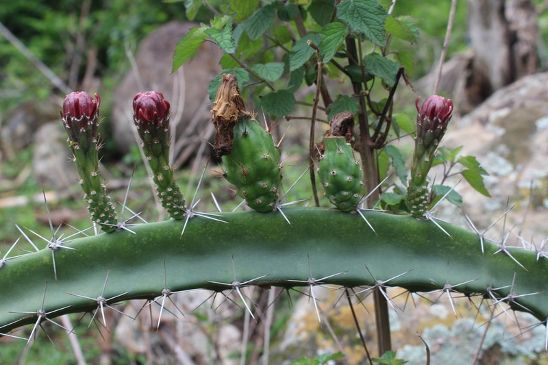 Acanthocereus lempirensis photo 2