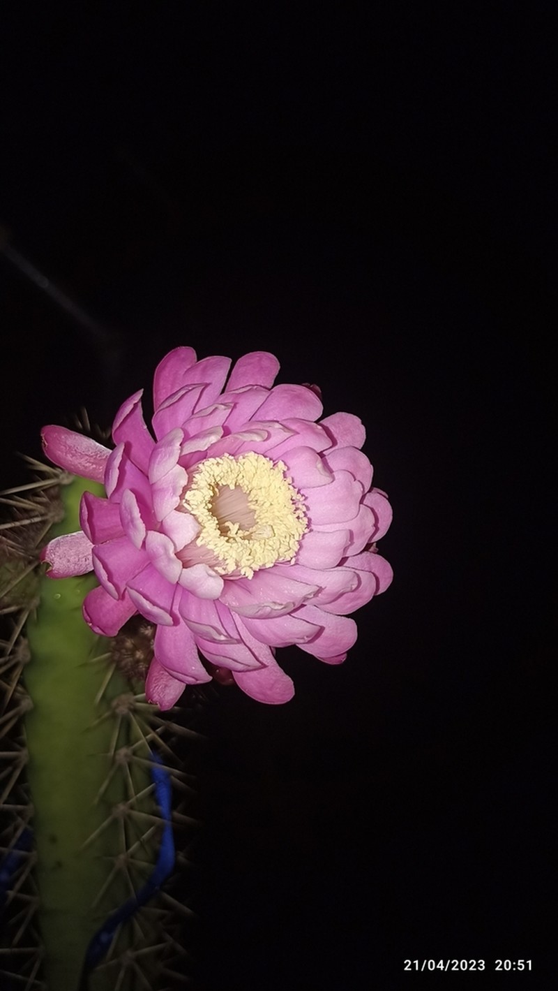 Acanthocereus lempirensis photo 3