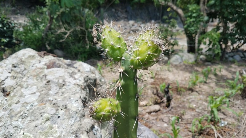 Acanthocereus lempirensis photo 4