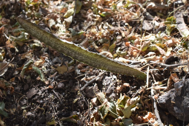 Acanthocereus maculatus