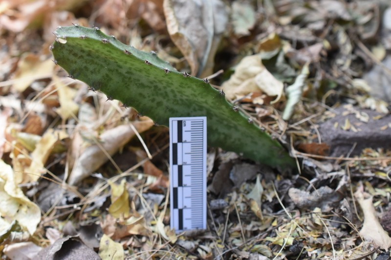 Acanthocereus maculatus photo 3