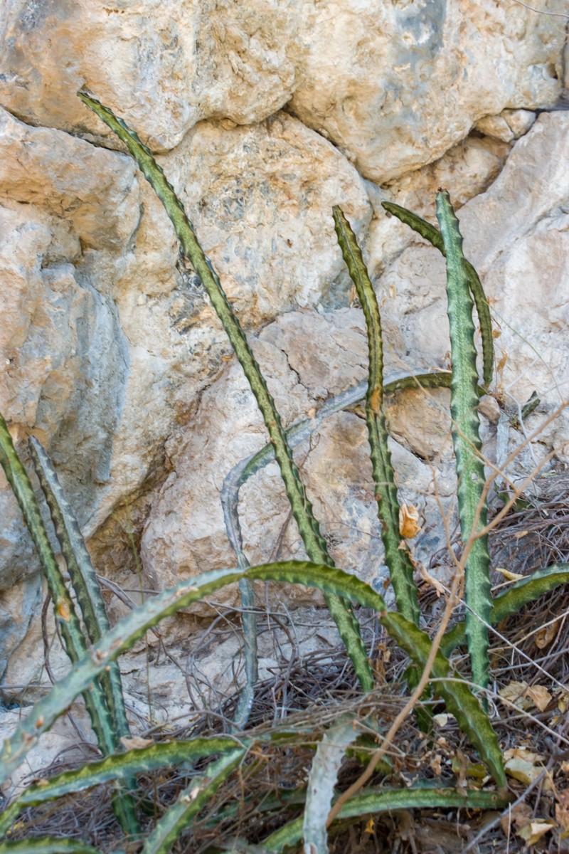Acanthocereus maculatus photo 4