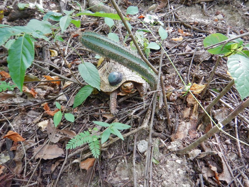 Acanthocereus oaxacensis