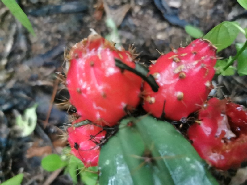 Acanthocereus oaxacensis photo 2