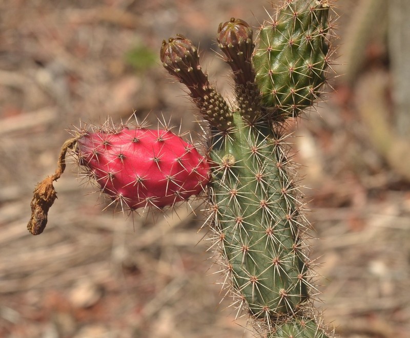 Acanthocereus oaxacensis photo 3