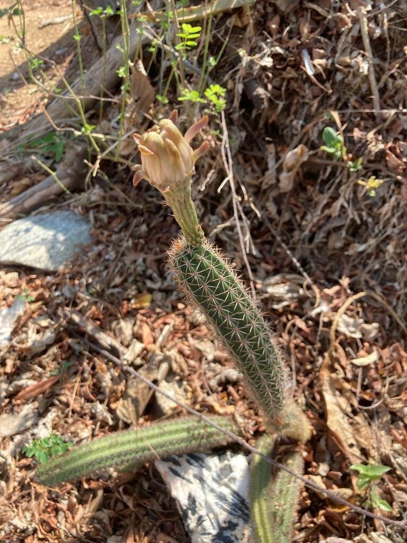 Acanthocereus oaxacensis photo 4