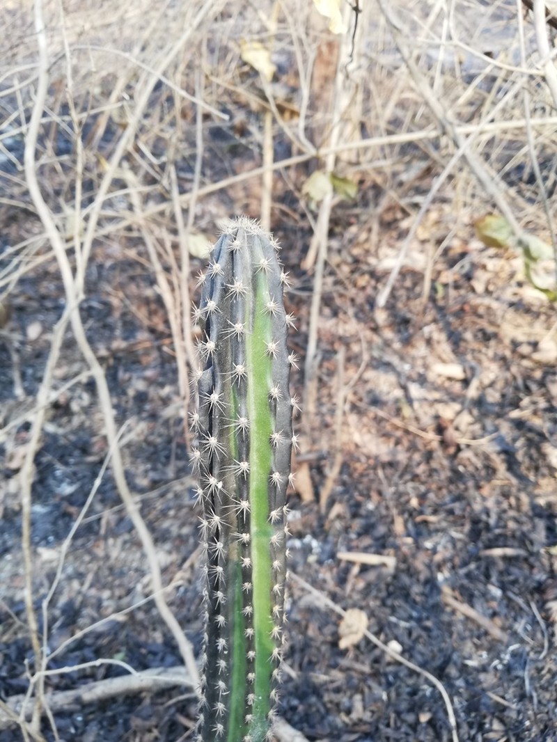 Acanthocereus oaxacensis photo 5
