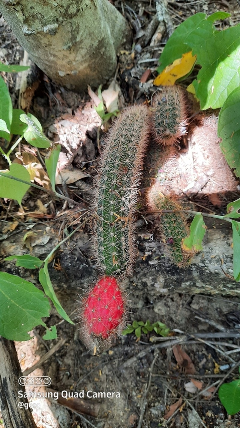 Acanthocereus oaxacensis photo 6