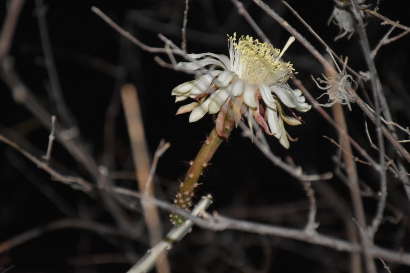 Acanthocereus paradoxus photo 6
