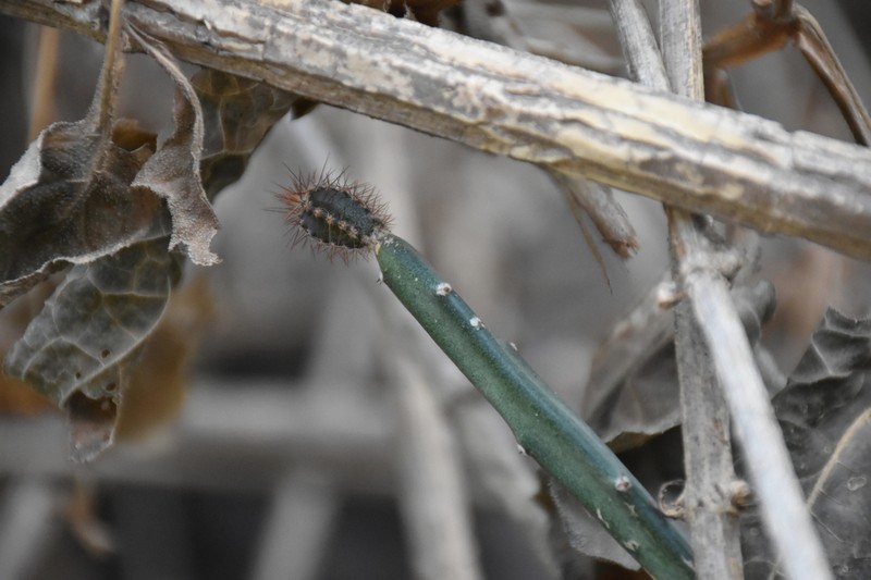 Acanthocereus paradoxus photo 2