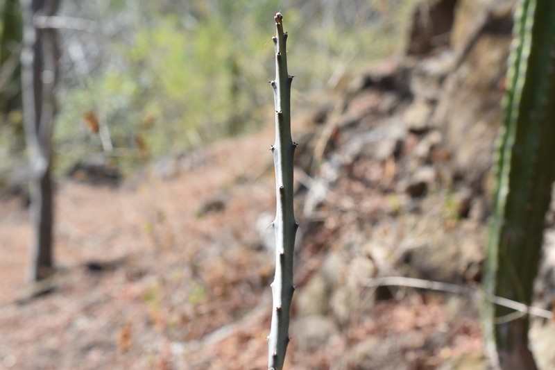 Acanthocereus paradoxus photo 3