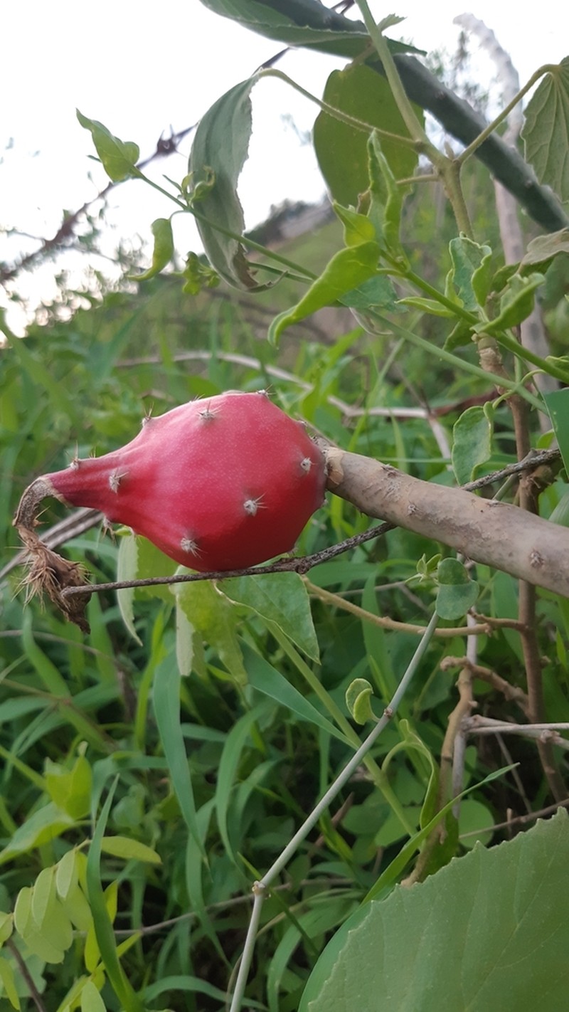 Acanthocereus rosei