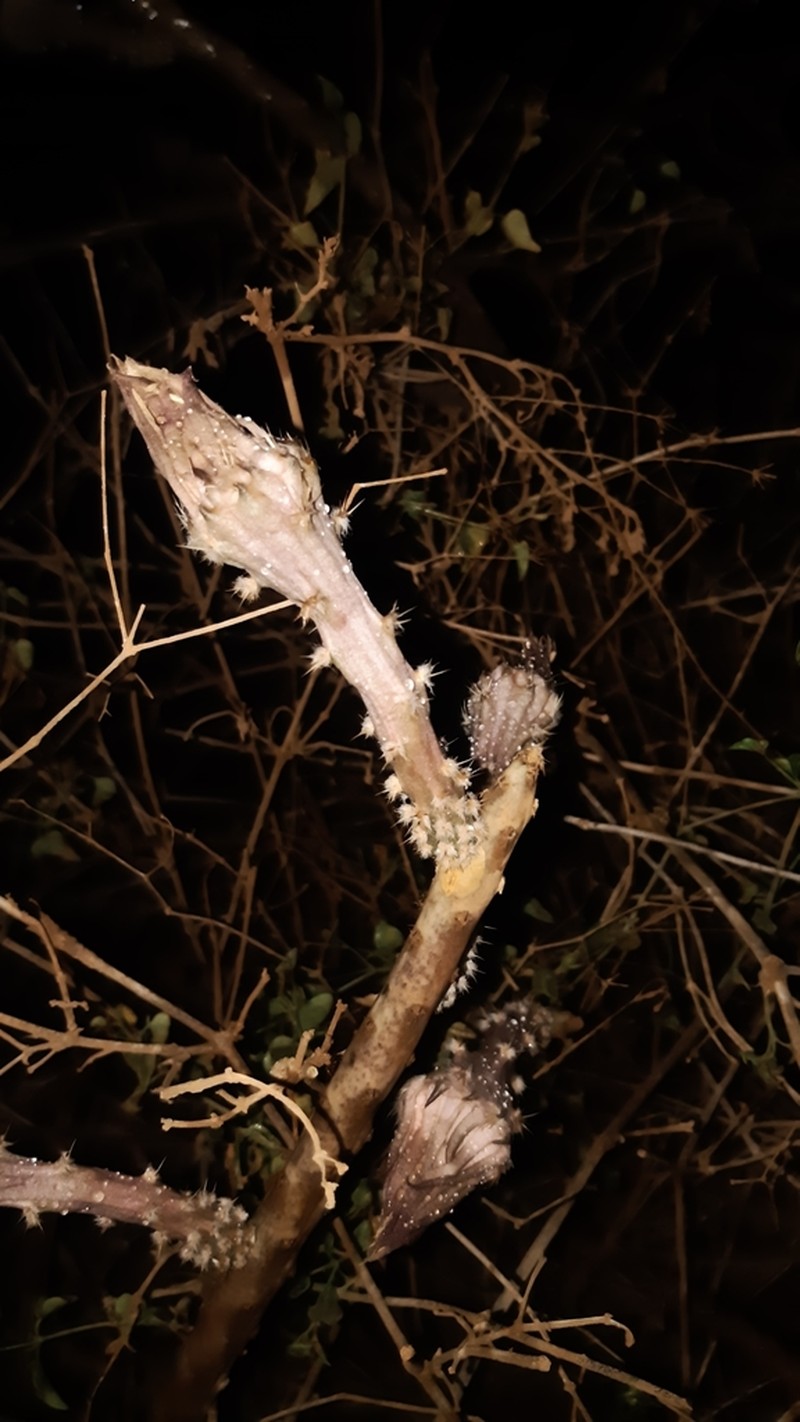 Acanthocereus rosei photo 2