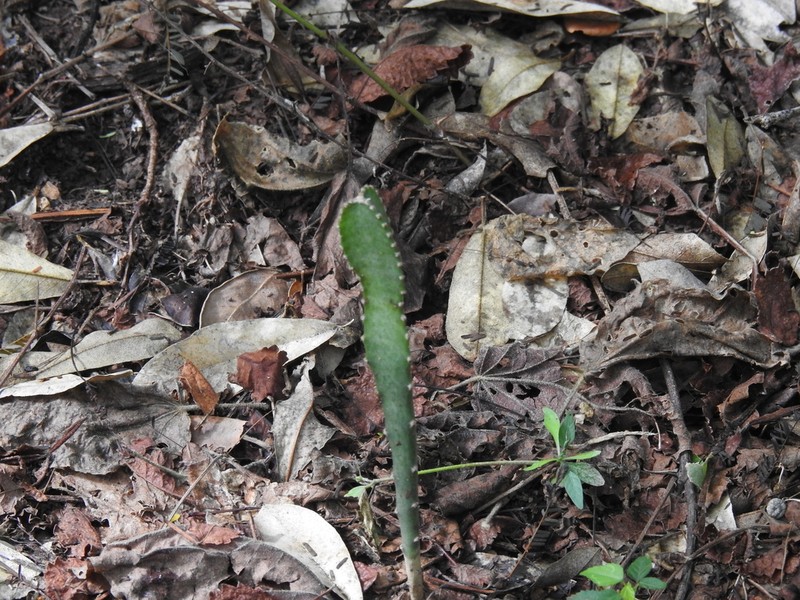 Acanthocereus rosei photo 3