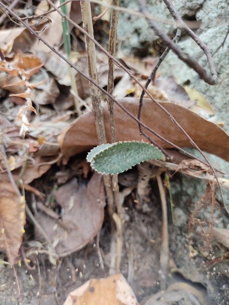 Acanthocereus rosei photo 5