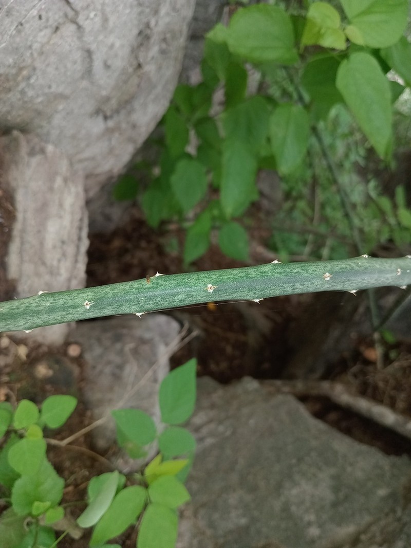 Acanthocereus rosei photo 7