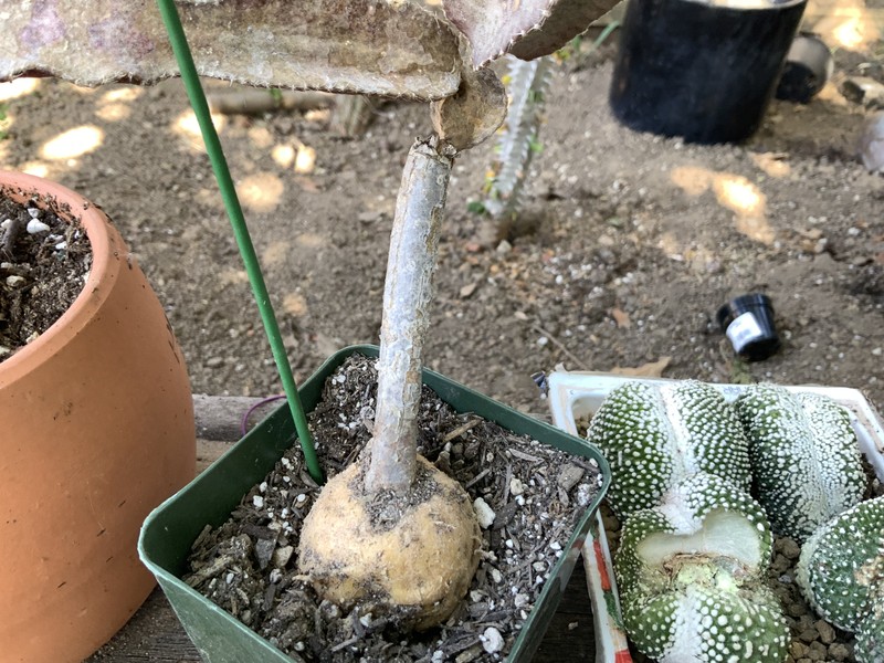 Acanthocereus tepalcatepecanus